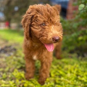 Meet your Posher, Macy